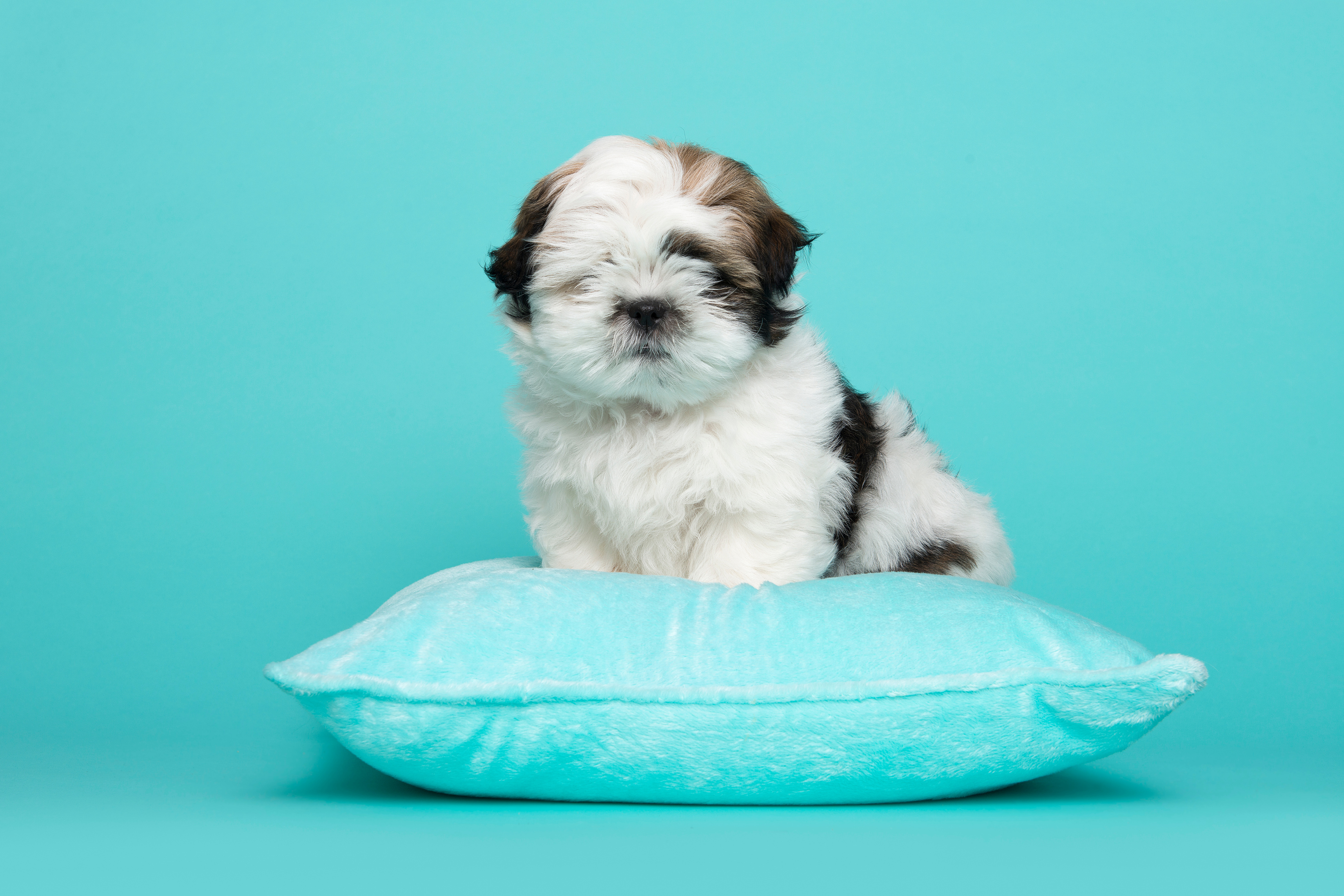 Shih Tzu Puppy Sitting on a Blue Pillow Studio Portrait